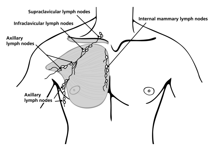 Lymph System
