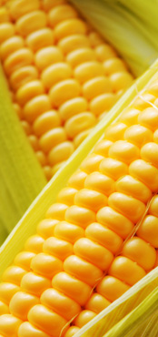 Corn