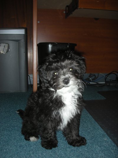 Coco is growing so fast!
