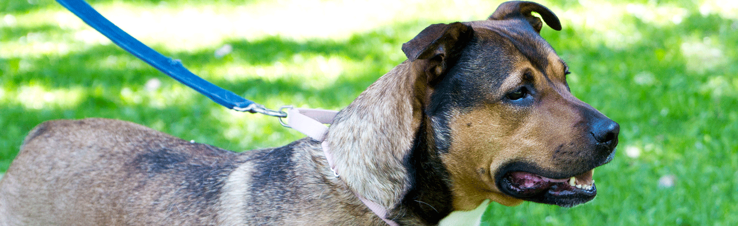 Getting An Emotional Support Dog For Low Cost Getting An Emotional Support Dog For Low Cost
