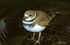 Killdeer