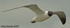 Laughing Gull