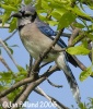 Blue Jay 