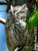 Eastern Screech 
