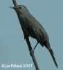 Mimics, Starlings, Pipits & Waxwings