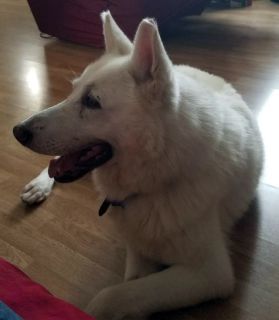 Captain - ADOPTED