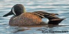 Blue-winged Teal