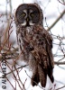 Great Gray Owl 