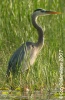 Blue Heron