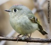 Ruby-crowned Kinglet 