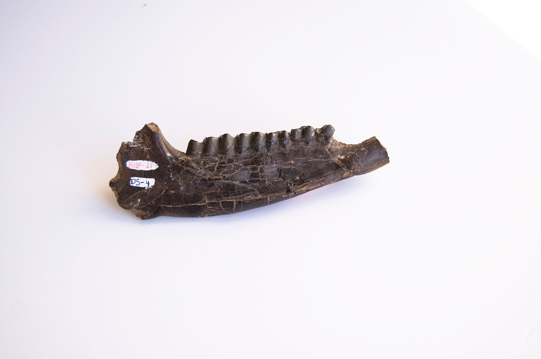 Plagiolophus Jaw