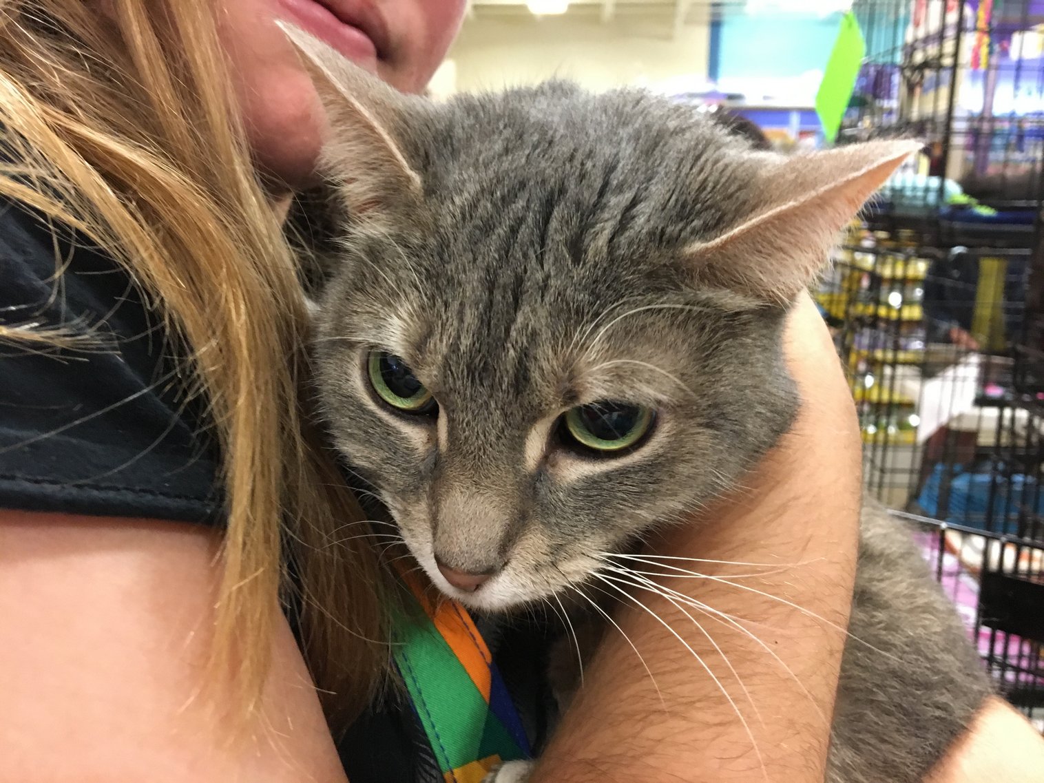 Marilyn Meow adopted 030318