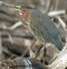 Green Heron