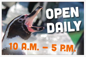 Open Daily
