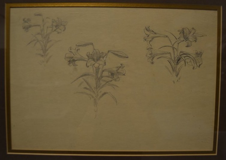 Flower Study for Madonna of the Hills