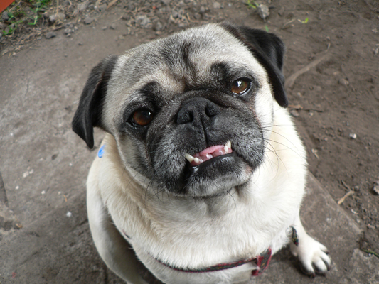 Pug in Need of a Foster Home