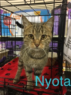 Nyota adopted 031818