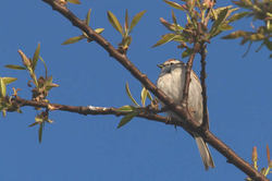 Bird-Watching
