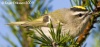 Kinglets, Gnatcatchers & Thrushes