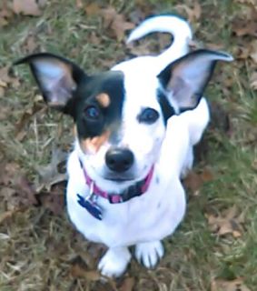 Jersey - ADOPTED