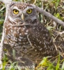 Owls & Nightjars