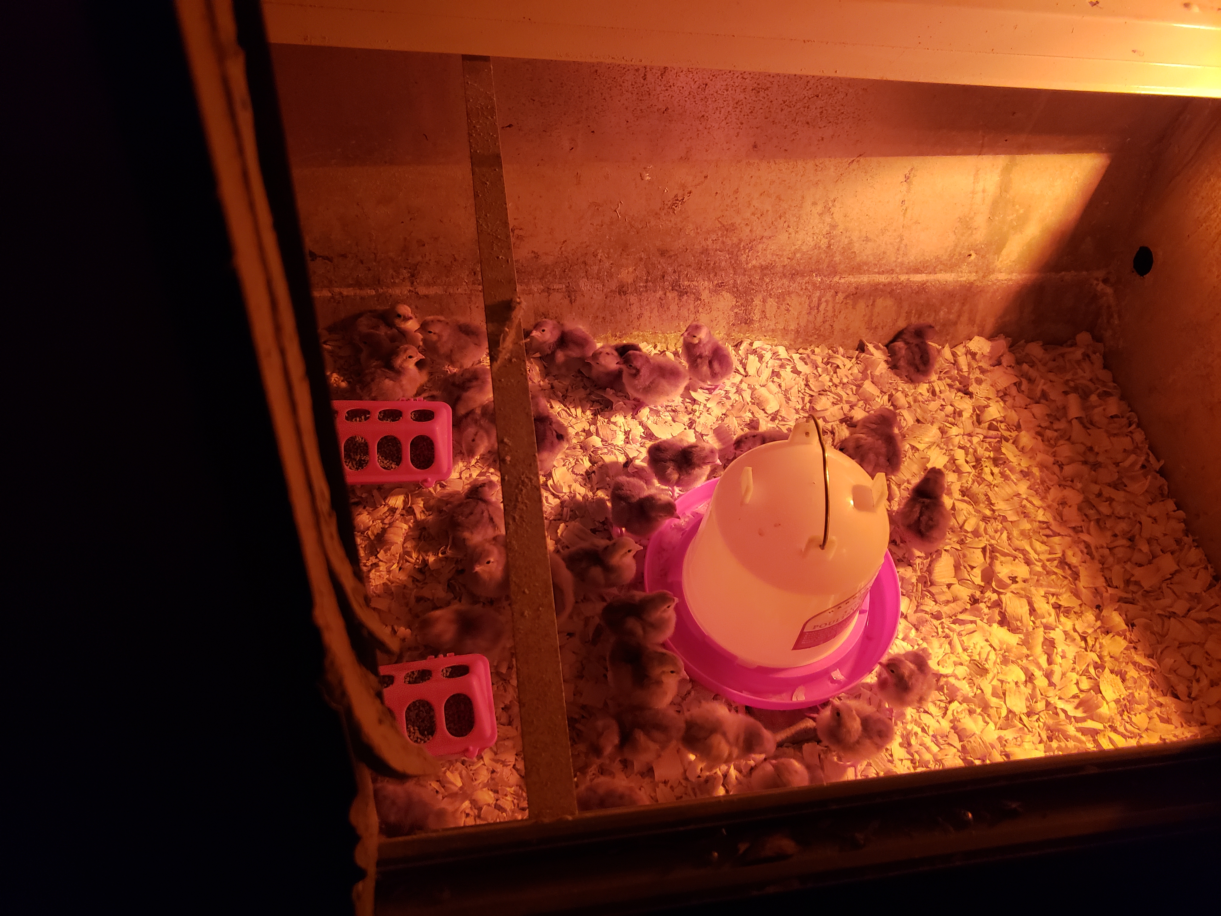 More Chickens!