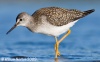 Lesser Yellowlegs