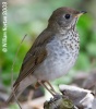 Veery 