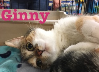 Ginny adopted feb 2018