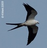 Swallow-tailed Kite