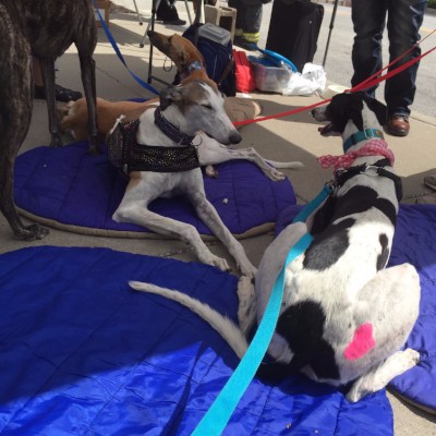 Barktober Fest