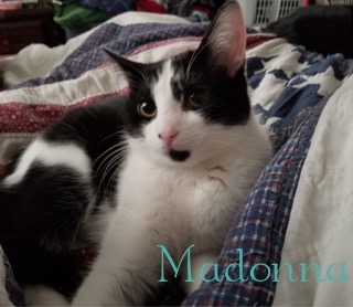 Madonna adopted 042818