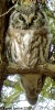 Boreal Owl 