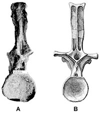 MORPHOLOGY OF A SPECIMEN OF SUPERSAURUS (DINOSAURIA, SAUROPODA) FROM THE MORRISION FORMATION OF WYOMING, AND A RE-EVALUATION OF DIPLODOCID PHYLOGENY