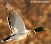 Mallard
