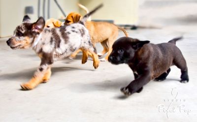 Summer Camp for ages 5-12 and Vet for the Day 12-18 yrs