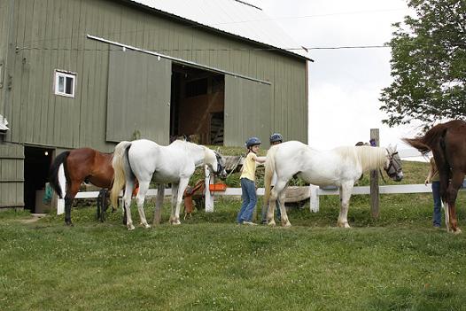 Grooming Barn Background