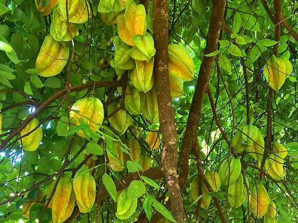 Starfruit