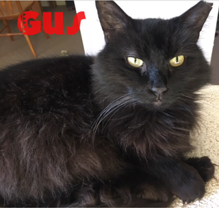 Gus adopted 031718