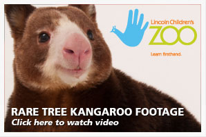 Tree Kangaroo Footage