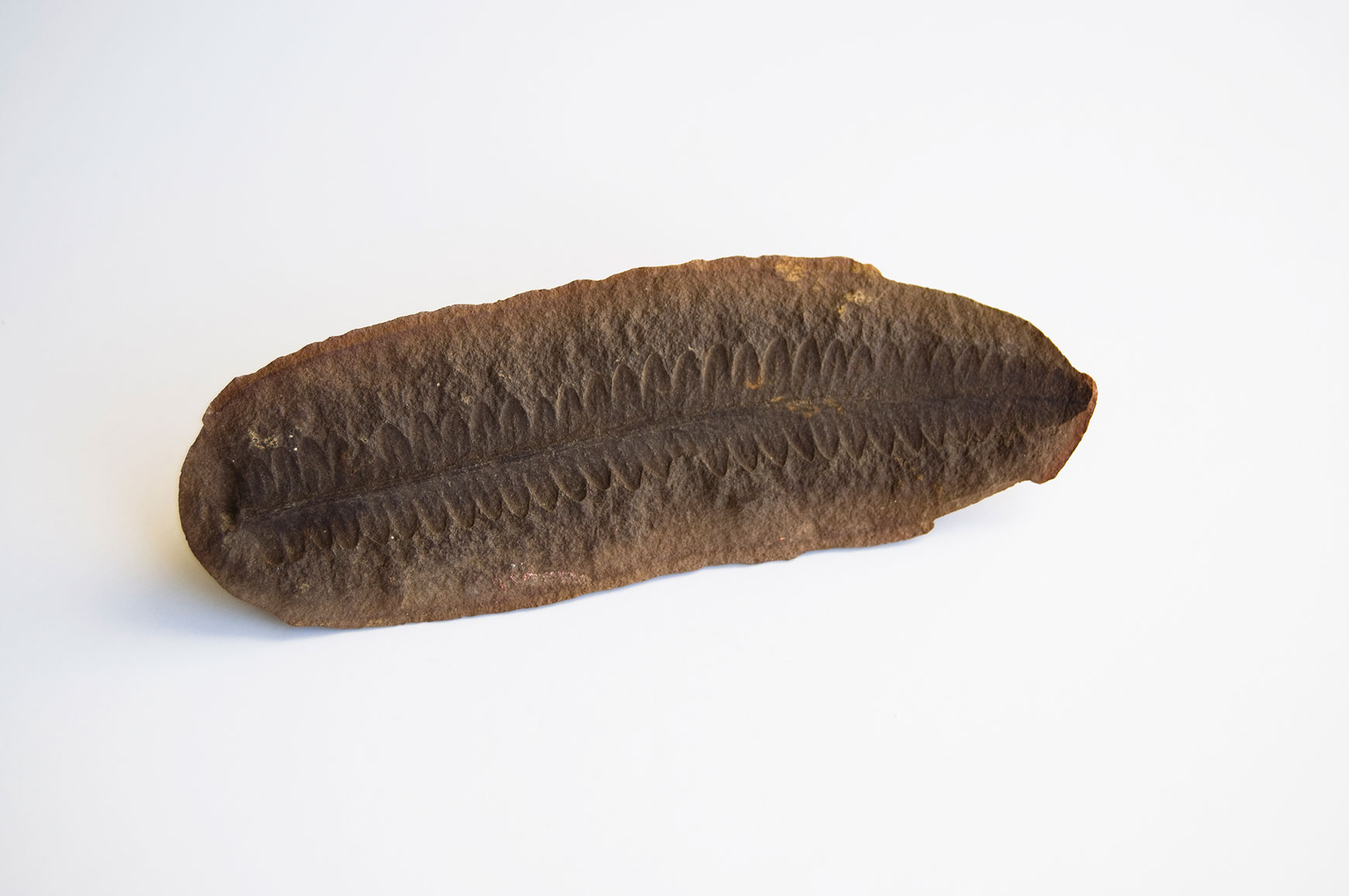 Fossil Fern