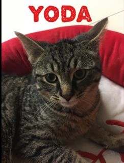 Yoda adopted 040718