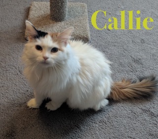 Callie adopted 040718