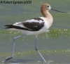 American Avocet