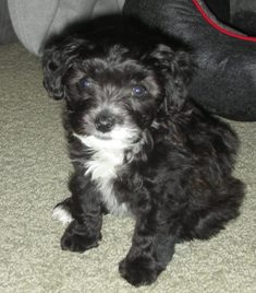 Baby Coco
