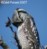 Northern Hawk Owl 
