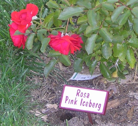 M6003 - Rectangular Plant Marker - $4 to $5 each, depending on quantity (3.5 x 1.5 )