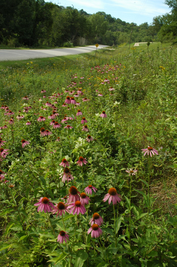 www.woodlandsandprairiesmagazine.com