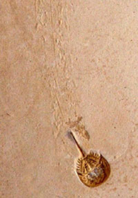 THE LONGEST PUBLISHED MORTICHNIAL TRACKWAY: MESOLIMULUS WALCHI, HORSESHOE CRAB