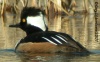 Hooded Merganser